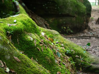 yeşil yosun taş zemin kaplı büyüyen