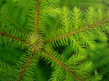 Yeşil iğne çam ağacı Closeup fotoğraf, çam (Araucariaceae) yeşil yaprakları doğa arka plan bulanıklık