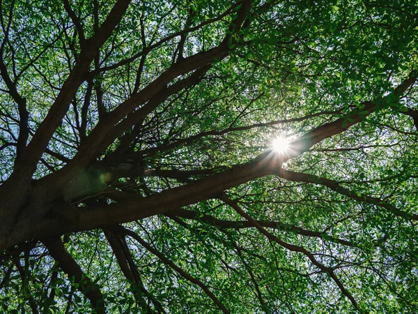 Mavi gökyüzü ve güneş, yeşil yapraklar, doğa üzerinde yeşil ağaç çalı 