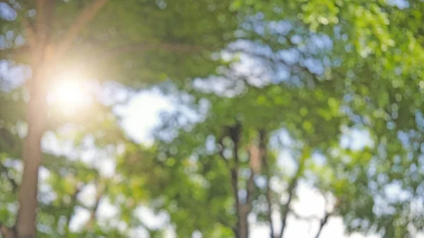 Tree Bush Blue Sky Sunshine Green Leaves Nature Background Bordered — Stock Photo, Image