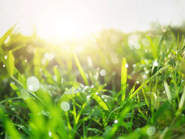 Ağacın yukarısı beyaz mantarlar, ölü odunüzerinde yetişen mantarlar 