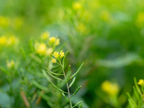 Buruienile Flori Galbene Numite Cleome Viscosa Sunt Planta Ajută Hrănirea — Fotografie, imagine de stoc