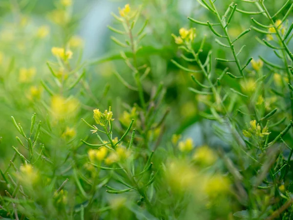 Buruienile Flori Galbene Numite Cleome Viscosa Sunt Planta Ajută Hrănirea — Fotografie, imagine de stoc