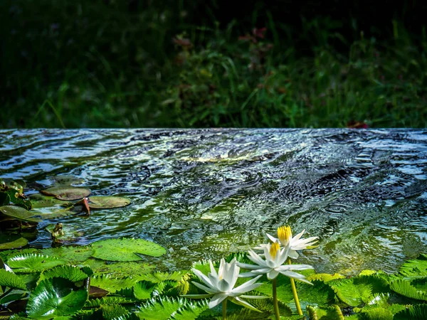 Prachtige lotusbloem in vijver, Het symbool van de Boeddha, Thailan — Stockfoto