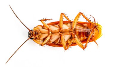 Beyaz arka planda izole edilmiş ölü hamamböcekleri. Mikroplu hayvanlar