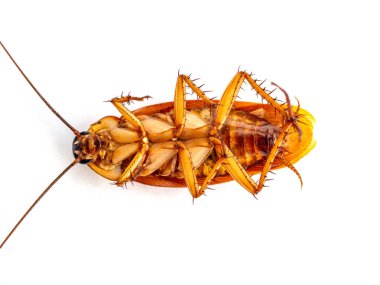 Beyaz arka planda izole edilmiş ölü hamamböcekleri. Mikroplu hayvanlar