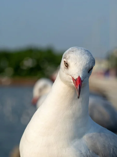 Seagulls live by the sea, Seagulls on the Bangpoo beach.