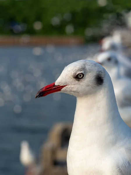 Seagulls live by the sea, Seagulls on the Bangpoo beach.