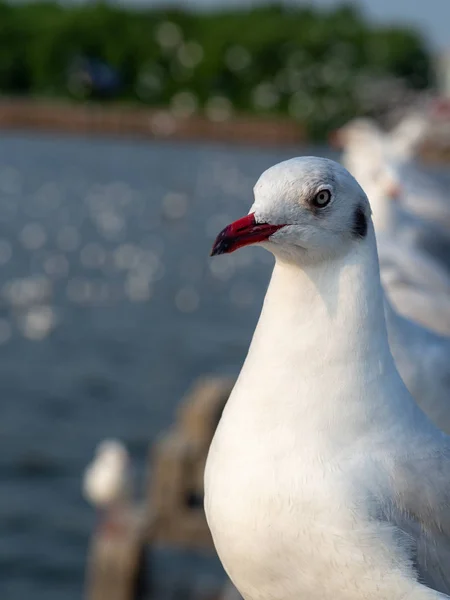 Seagulls live by the sea, Seagulls on the Bangpoo beach.