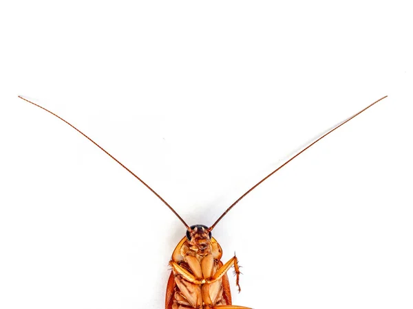 Baratas mortas isoladas em fundo branco. Animais com germes — Fotografia de Stock