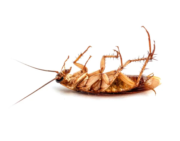 Beyaz arka planda izole edilmiş ölü hamamböcekleri. Mikroplu hayvanlar