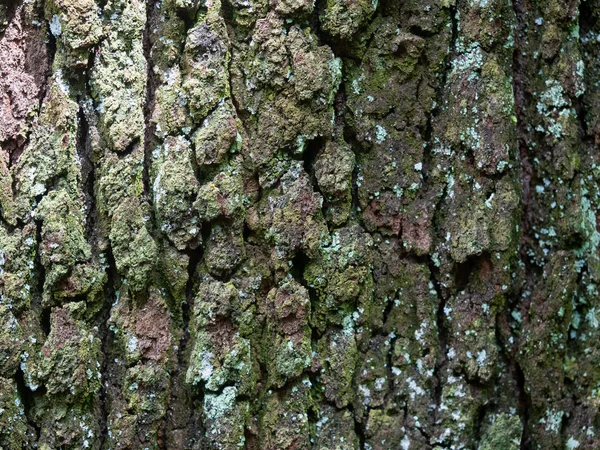 Struttura Rilievo Della Corteccia Marrone Albero Con Muschio Verde Lichene — Foto Stock