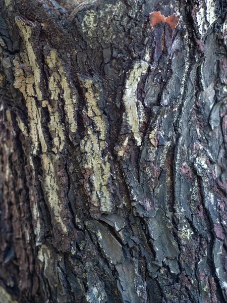 Кора Дерева Текстурированный Фон Крупный План — стоковое фото