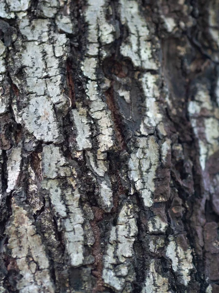 Кора Дерева Текстурированный Фон Крупный План — стоковое фото