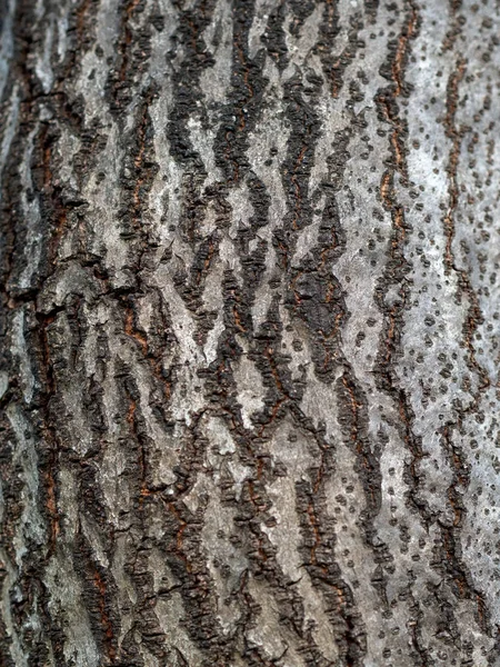 Albero Corteccia Texture Sfondo Primo Piano — Foto Stock