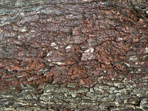 木樹皮テクスチャの背景 クローズアップ — ストック写真
