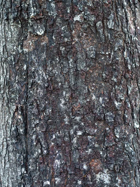 树皮纹理背景 — 图库照片