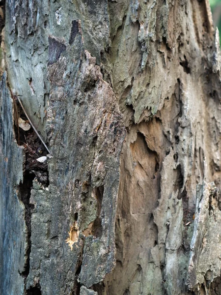 Albero Corteccia Texture Sfondo Primo Piano — Foto Stock