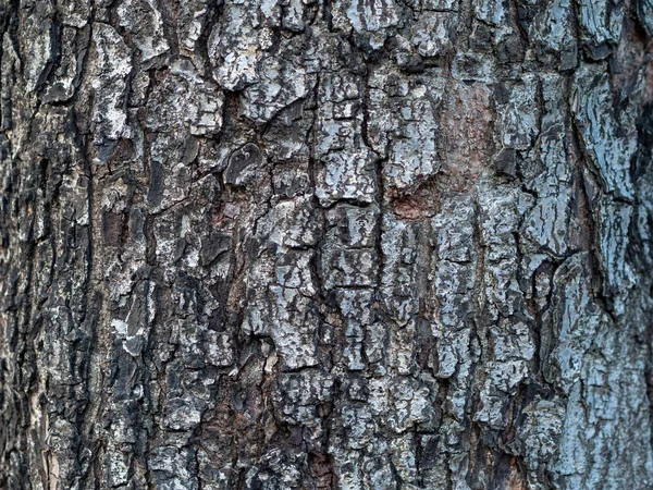 Árvore Casca Texturizado Fundo Close — Fotografia de Stock