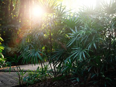 Güneş ışığı ağaçların arasından parlar. Mercek Parlaması