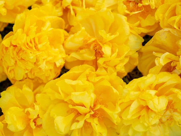 Желтые Цветы Фона Золотое Дерево Желтый Пуй — стоковое фото