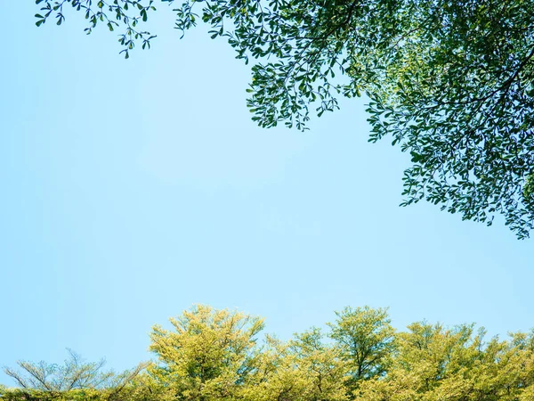 Green tree bush on blue sky and sunshine, green leaves,  nature — Stock Photo, Image