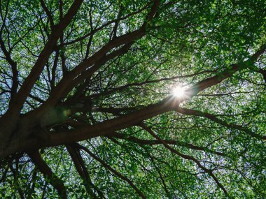 Mavi gökyüzü ve güneş, yeşil yapraklar, doğa üzerinde yeşil ağaç çalı 