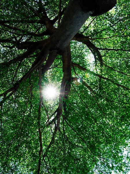 Mavi gökyüzü ve güneş, yeşil yapraklar, doğa üzerinde yeşil ağaç çalı 
