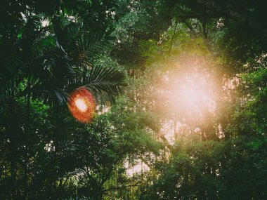 Güneş ışığı ağaçların arasından parlar..