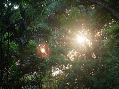 Güneş ışığı ağaçların arasından parlar..