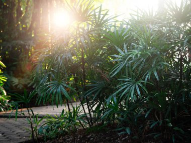 Güneş ışığı ağaçların arasından parlar. Mercek Parlaması