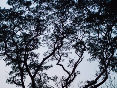 Yağmur Ağacı Siluet Doğu Hint Cevizi, Monkey Pod