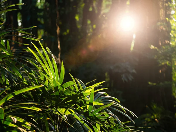 Güneşin altında güzel palmiye yaprakları