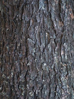 ağaç kabuğu dokulu arka plan, closeup 