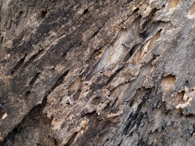 ağaç kabuğu dokulu arka plan, closeup 