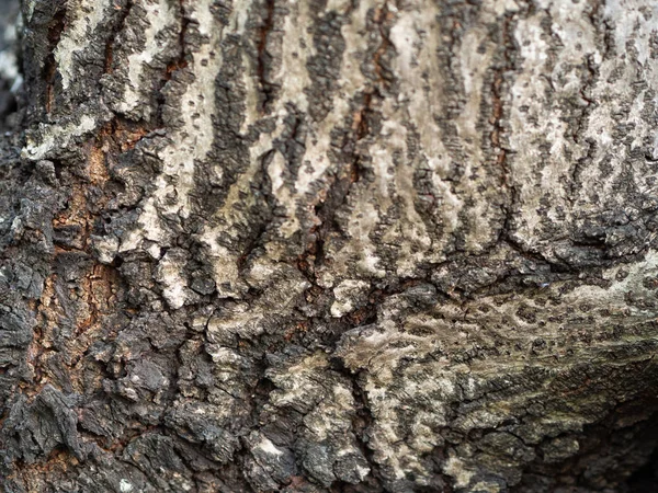 Baumrinde Strukturiert Hintergrund Nahaufnahme — Stockfoto