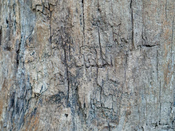 Tree Bark Textured Background Closeup — Stock Photo, Image
