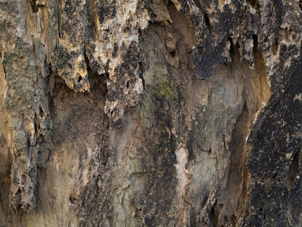 tree bark textured background, closeup 