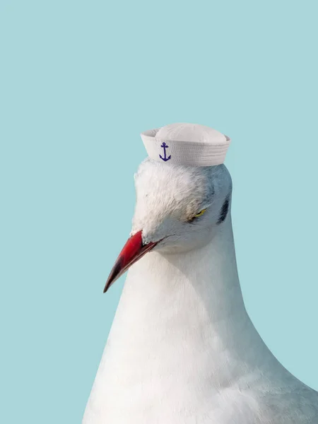 Huvud Mås Blå Bakgrund Seagull Bär Sjöman Hatt Isolerad — Stockfoto