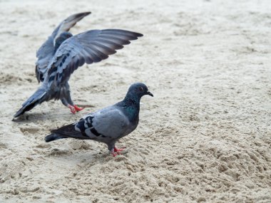 Kumda güvercin, sahilde gri bir güvercin closeup