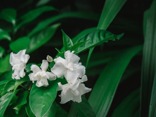 White Gardenia flower or Cape Jasmine (Gardenia jasminoides) foliage and flower