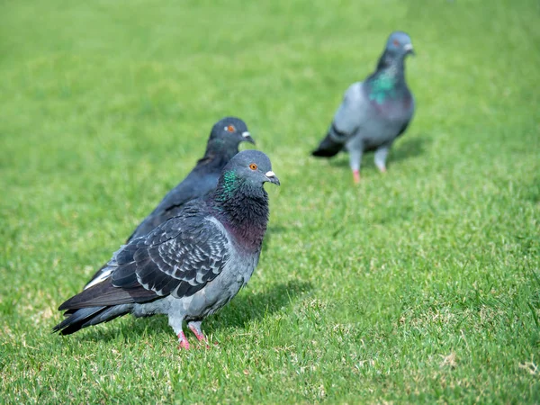 Yeşil çimenler üzerinde güvercin, kamu parkta gri bir güvercin Closeup