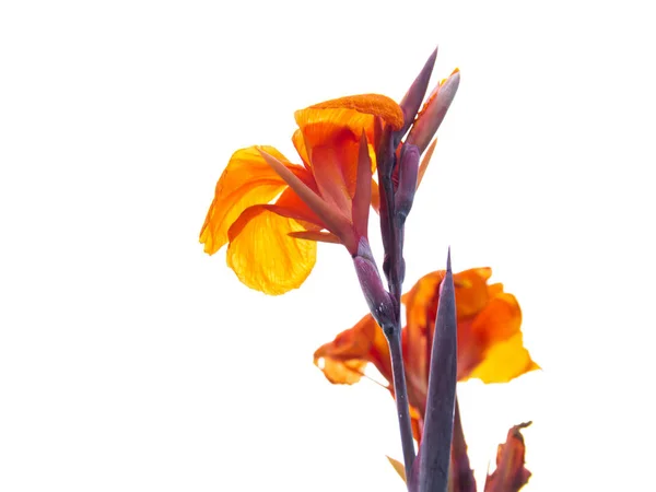 Hint atış veya Afrika ok kökü, Sierra Leone ok kökü, canna, cannaceae, canna zambak, parktaki çiçekler, doğa arka plan