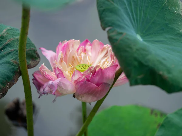 Närbilder av lilla blå glömma-mig-inte blommor på våräng, natur bakgrund — Stockfoto