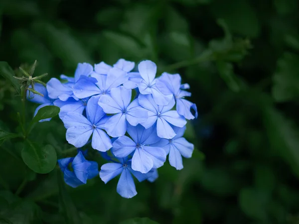 Крупные планы маленьких голубых незабвенных цветов на весеннем лугу, на фоне природы — стоковое фото