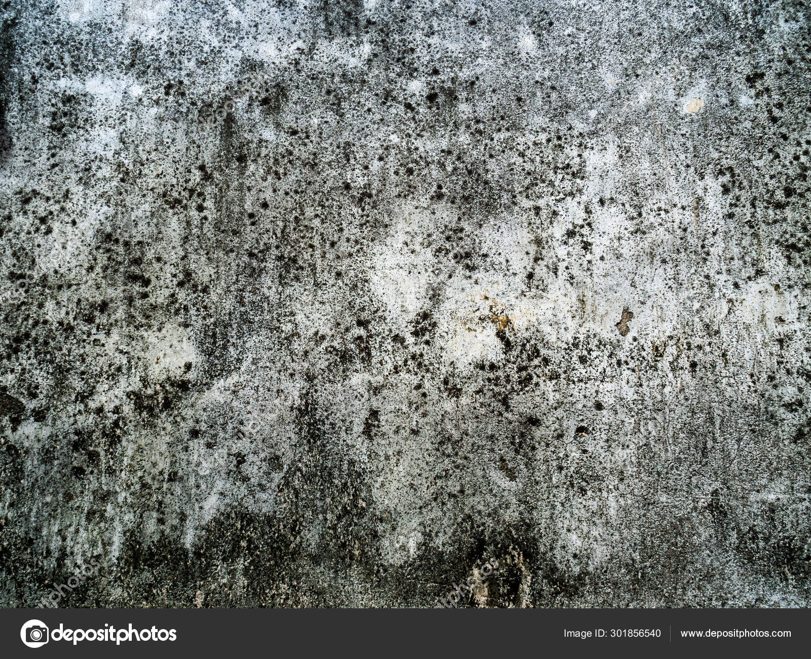 Old Plaster Wall Art Has Water Clabata Black Fungus Closeup Stock Photo Image By C Mail2owh Gmail Com Old Plaster Wall Art Has Water Clabata Black Fungus Closeup Stock Photo Image By C Mail2owh Gmail Com