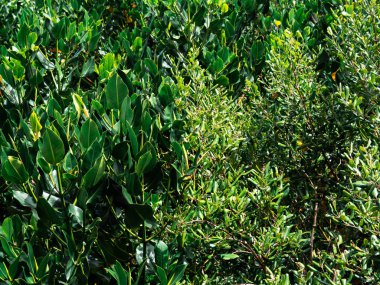 Mangrov orman arka plan mangrov ağaçlarının Yaprakları, yeşil doğa arka plan