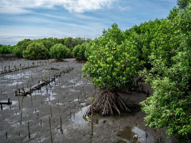 Kıyı erozyonunun etkisini azaltmak ve Tayland, Mangrove orman alanında küresel ısınmayı azaltmak için mangrov ormanları dikimi