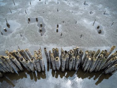 Mangrov orman alanında bambu kazık ile dalga koruma, Çevre koruma