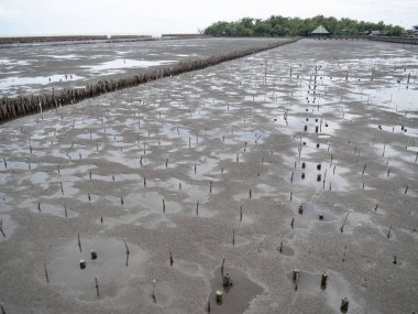 Mangrov orman alanında bambu kazık ile dalga koruma, Çevre koruma